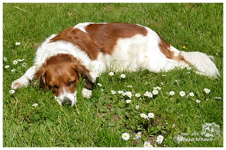 Kooikerhondje von der Spessartrose