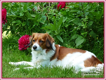 Kooikerhondje von der Spessartrose