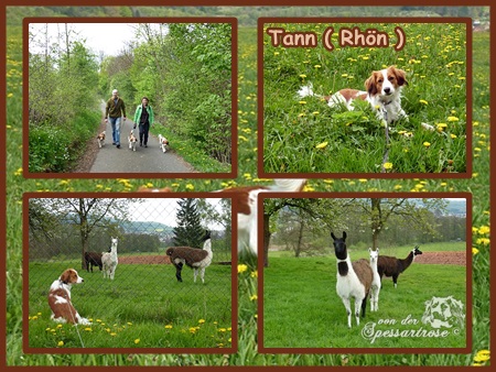 Kooikerhondje von der Spessartrose