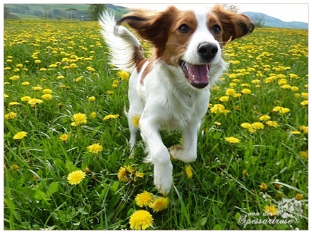 Kooikerhondje von der Spessartrose