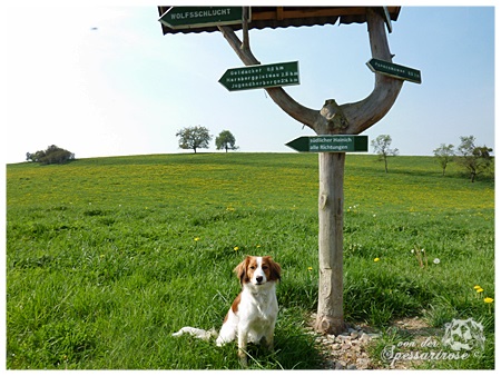 Kooikerhondje von der Spessartrose