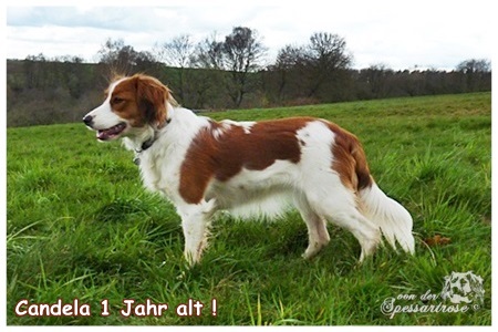 Kooikerhondje von der Spessartrose