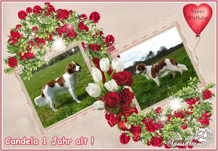 Kooikerhondje von der Spessartrose