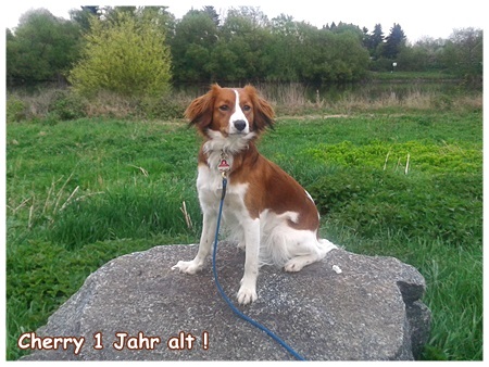 Kooikerhondje von der Spessartrose