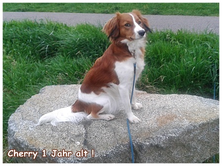 Kooikerhondje von der Spessartrose