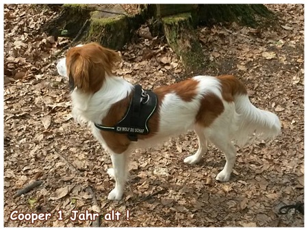 Kooikerhondje von der Spessartrose