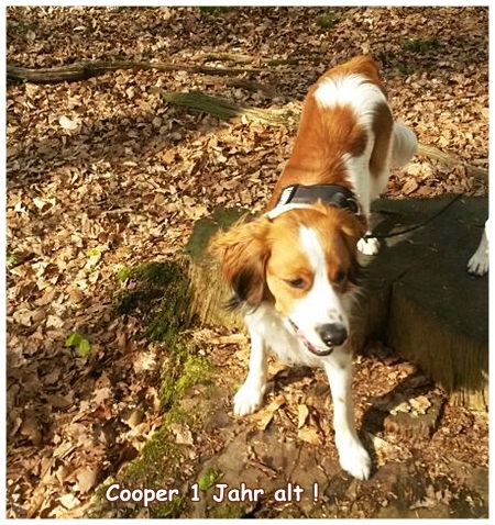 Kooikerhondje von der Spessartrose