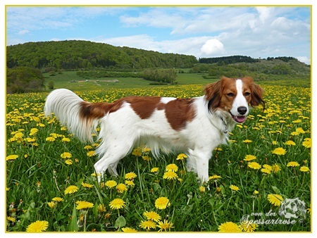 Kooikerhondje von der Spessartrose