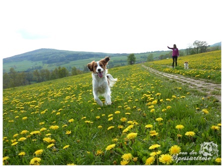 Kooikerhondje von der Spessartrose