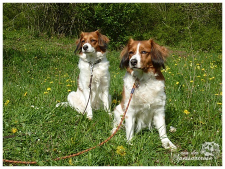 Kooikerhondje von der Spessartrose