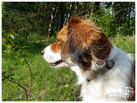 Kooikerhondje von der Spessartrose