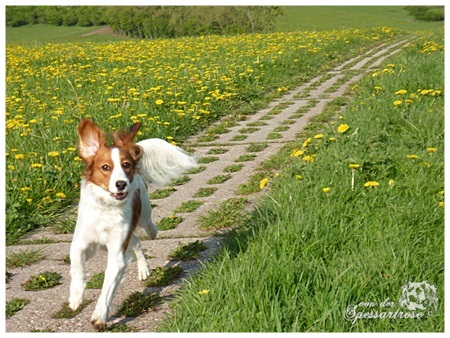 Kooikerhondje von der Spessartrose