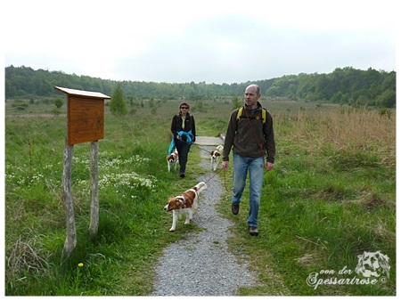 Kooikerhondje von der Spessartrose