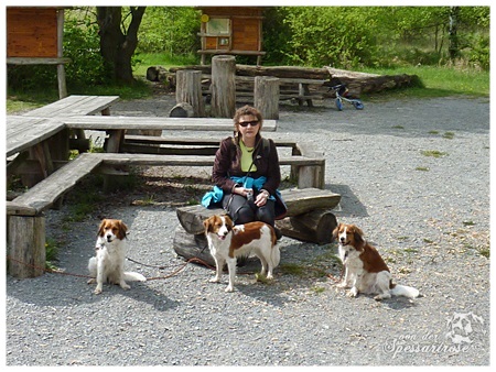 Kooikerhondje von der Spessartrose