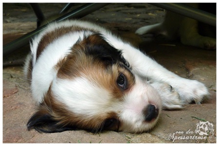 Kooikerhondje von der Spessartrose