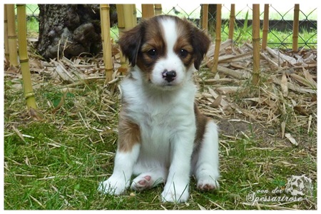 Kooikerhondje von der Spessartrose