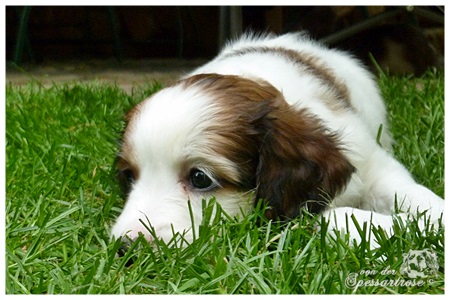 Kooikerhondje von der Spessartrose