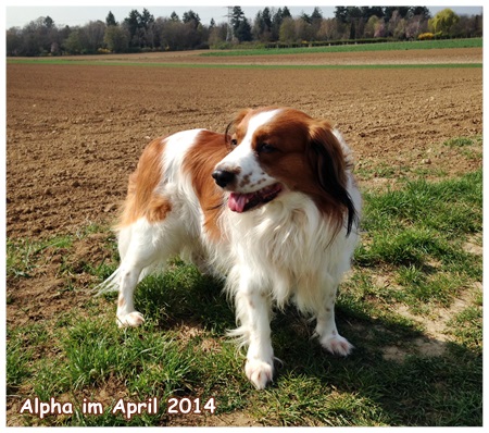 Kooikerhondje von der Spessartrose