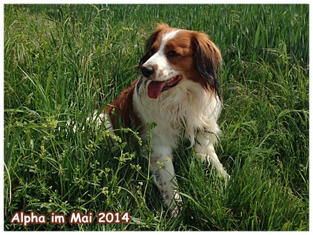 Kooikerhondje von der Spessartrose