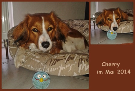 Kooikerhondje von der Spessartrose