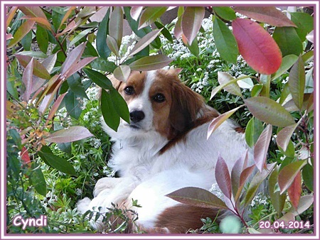 Kooikerhondje von der Spessartrose