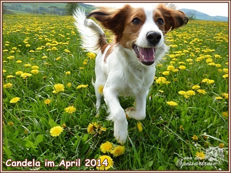 Kooikerhondje von der Spessartrose