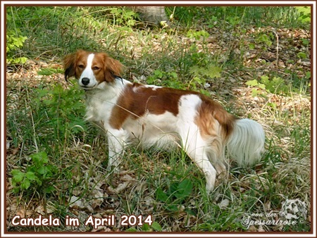 Kooikerhondje von der Spessartrose