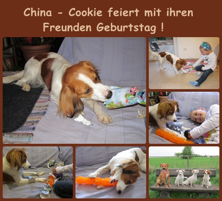 Kooikerhondje von der Spessartrose