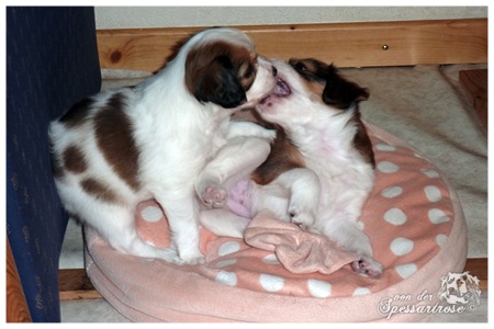 Kooikerhondje von der Spessartrose