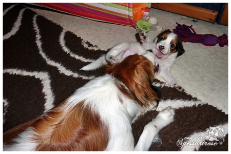 Kooikerhondje von der Spessartrose