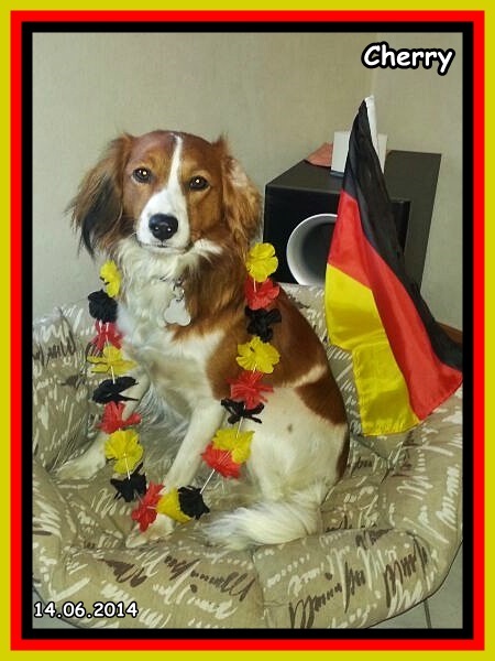 Kooikerhondje von der Spessartrose