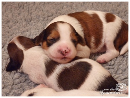 Kooikerhondje von der Spessartrose