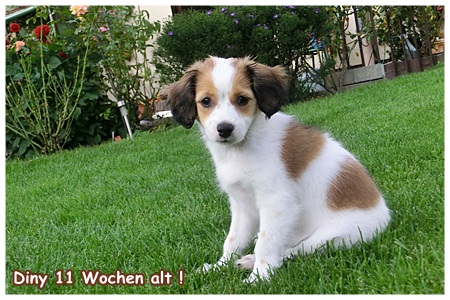 Kooikerhondje von der Spessartrose