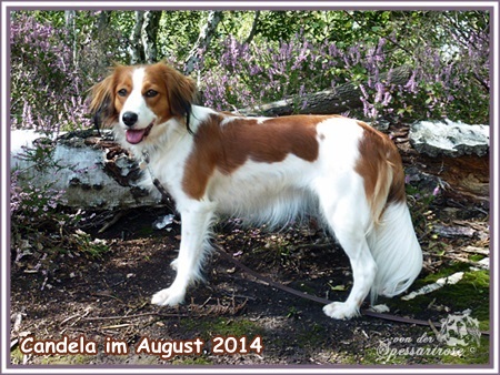 Kooikerhondje von der Spessartrose