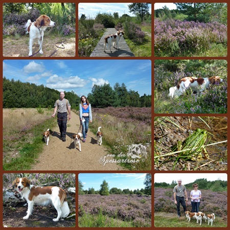 Kooikerhondje von der Spessartrose