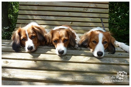 Kooikerhondje von der Spessartrose