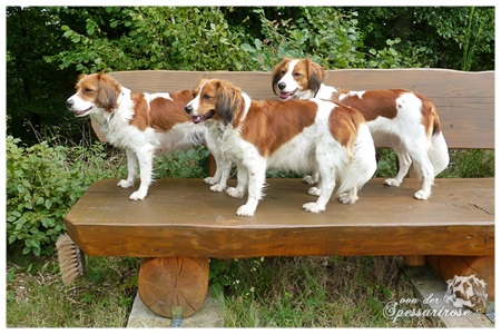 Kooikerhondje von der Spessartrose