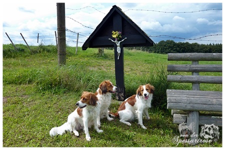 Kooikerhondje von der Spessartrose