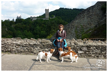 Kooikerhondje von der Spessartrose