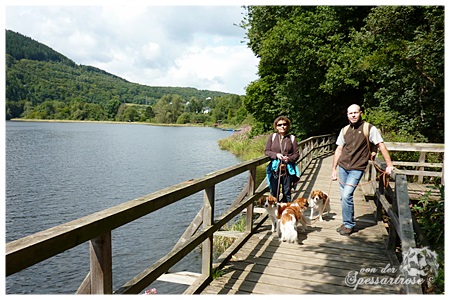 Kooikerhondje von der Spessartrose