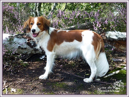 Kooikerhondje von der Spessartrose