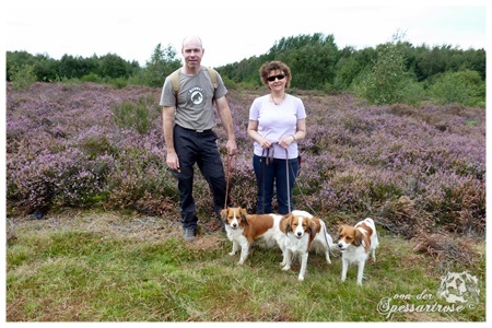 Kooikerhondje von der Spessartrose