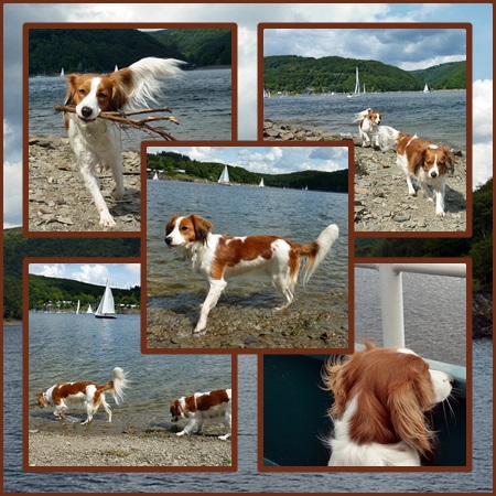 Kooikerhondje von der Spessartrose