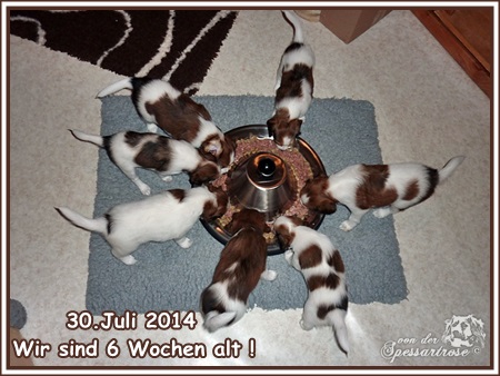 Kooikerhondje von der Spessartrose