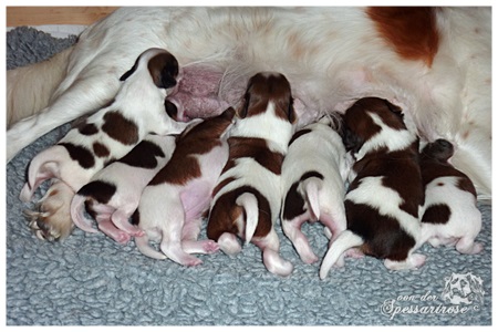 Kooikerhondje von der Spessartrose