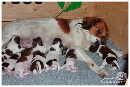 Kooikerhondje von der Spessartrose