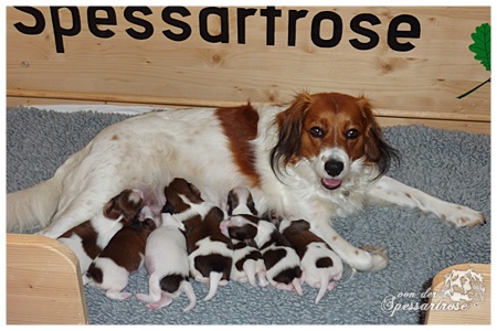 Kooikerhondje von der Spessartrose