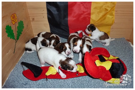 Kooikerhondje von der Spessartrose