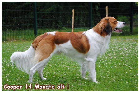 Kooikerhondje von der Spessartrose