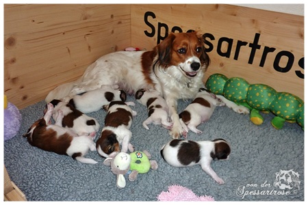 Kooikerhondje von der Spessartrose